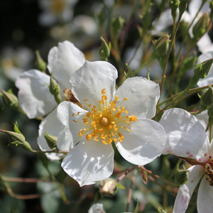 Poзa Кифтсгейт - белая - Вьющаяся плетистая роза (рамблер)